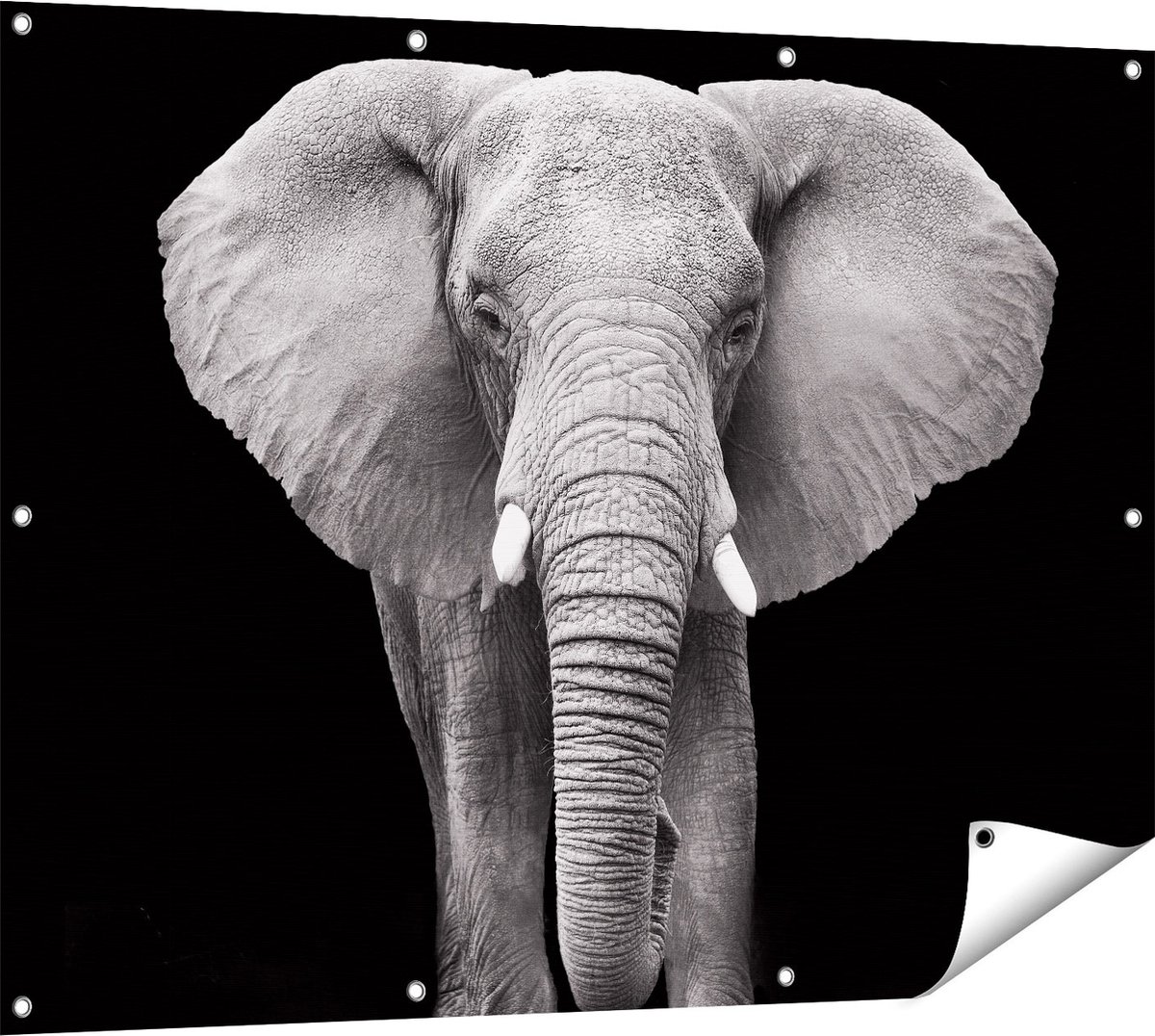 Gards Tuinposter Olifant - Zwart Wit - 120x90 cm - Tuindoek - Tuindecoratie - Wanddecoratie buiten - Tuinschilderij Multikleur