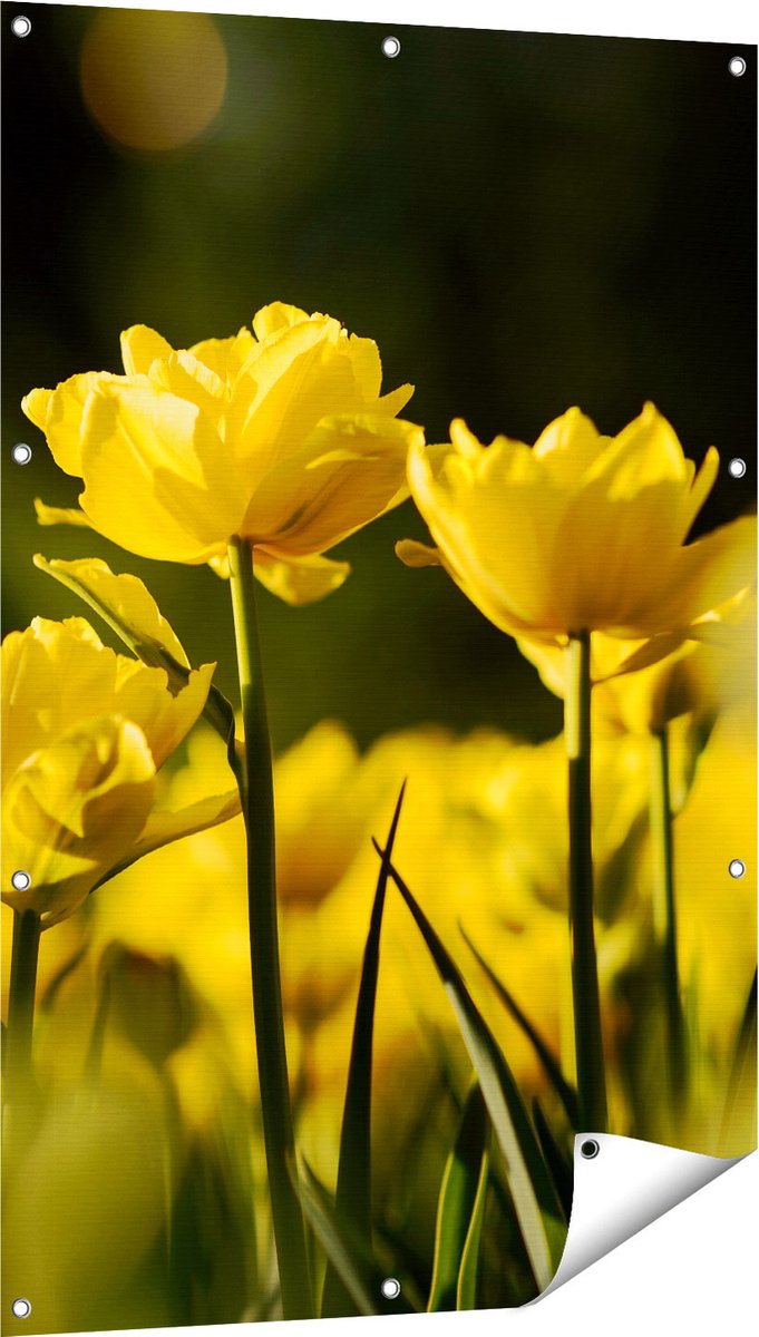 Gards Tuinposter Gele Tulpen - Bloemen - 80x120 cm - Tuindoek - Tuindecoratie - Wanddecoratie buiten - Tuinschilderij Multikleur