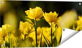 Gards Tuinposter Gele Tulpen - Bloemen - 80x40 cm - Tuindoek - Tuindecoratie - Wanddecoratie buiten - Tuinschilderij
