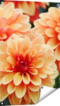 Gards Tuinposter Oranje Dahlia Bloemen - 60x90 cm - Tuindoek - Tuindecoratie - Wanddecoratie buiten - Tuinschilderij