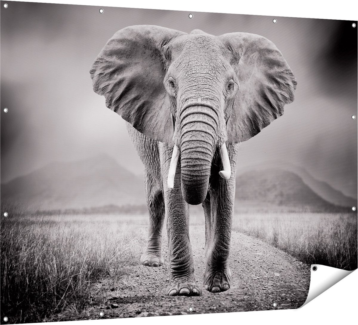 Gards Tuinposter Olifant - Zwart Wit - 160x120 cm - Tuindoek - Tuindecoratie - Wanddecoratie buiten - Tuinschilderij Multikleur