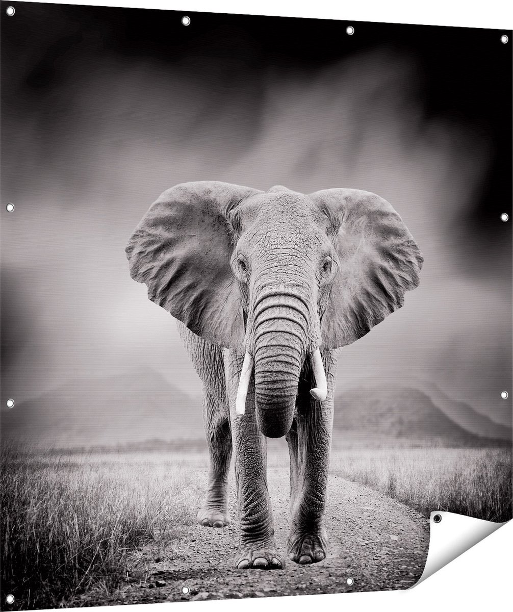 Gards Tuinposter Olifant - Zwart Wit - 120x120 cm - Tuindoek - Tuindecoratie - Wanddecoratie buiten - Tuinschilderij Multikleur
