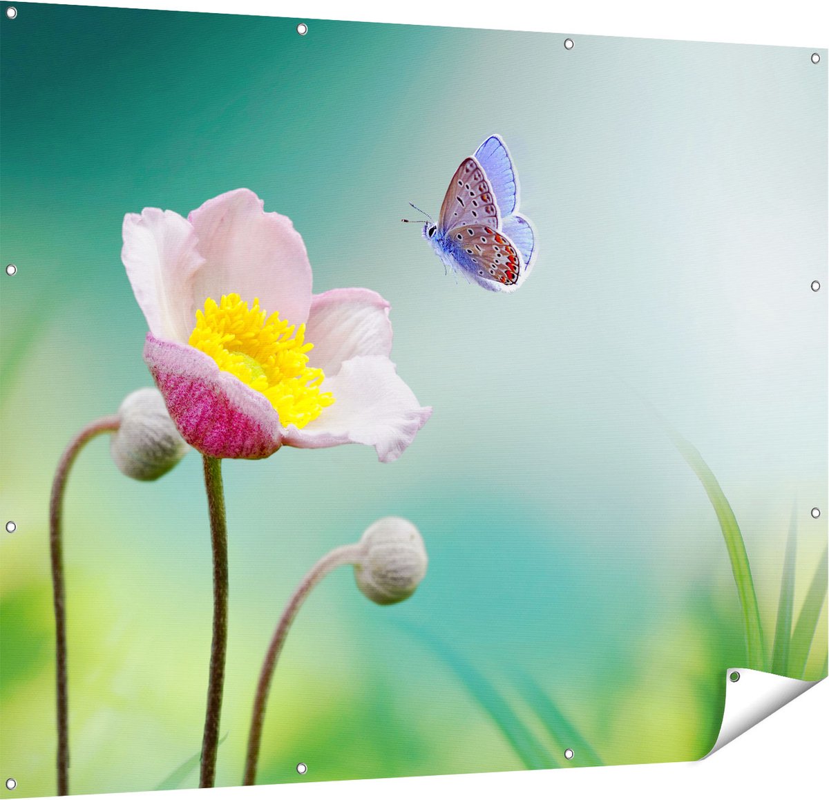 Gards Tuinposter Roze Anemoon Bloem met een Blauwe Vlinder - 150x120 cm - Tuindoek - Tuindecoratie - Wanddecoratie buiten - Tuinschilderij Multikleur