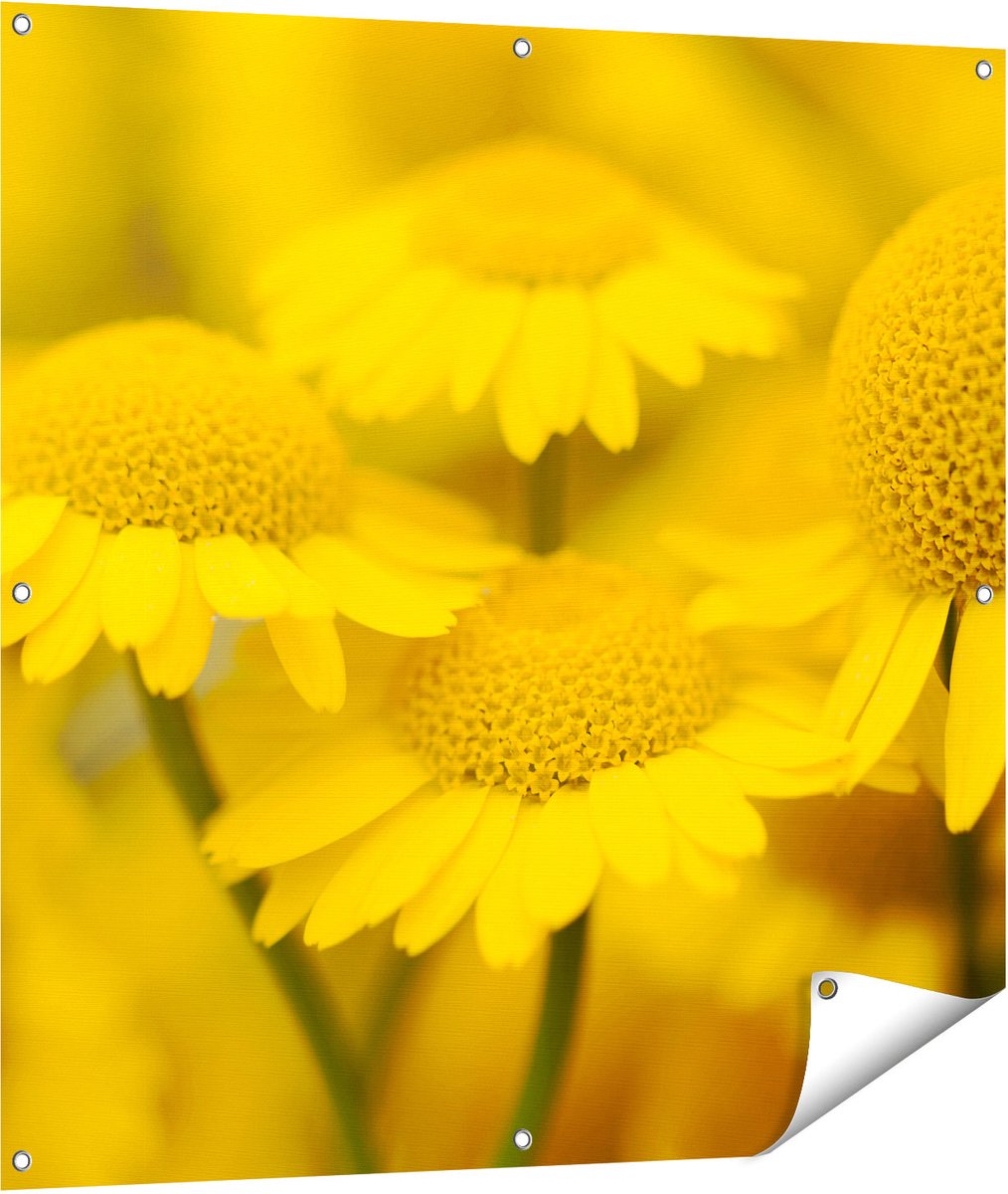 Gards Tuinposter Gele Kamille Bloemen - 100x100 cm - Tuindoek - Tuindecoratie - Wanddecoratie buiten - Tuinschilderij Multikleur