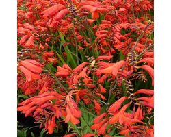 6x Montbretia - Crocosmia ‘Emberglow’ - Pot 9x9cm