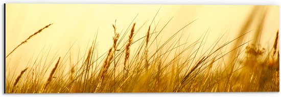 Dibond - Hoge Grassen onder Oranjekleurige Lucht - 60x20 cm Foto op Aluminium (Wanddecoratie van metaal)