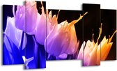 GroepArt - Schilderij - Tulp - Oranje, Paars, Blauw - 120x65 5Luik - Foto Op Canvas - GroepArt 6000+ Schilderijen 0p Canvas Art Collectie - Wanddecoratie