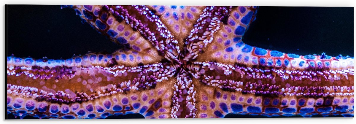 Dibond - Close-up van Zeester tegen Raam van Aquarium - 60x20 cm Foto op Aluminium (Wanddecoratie van metaal)
