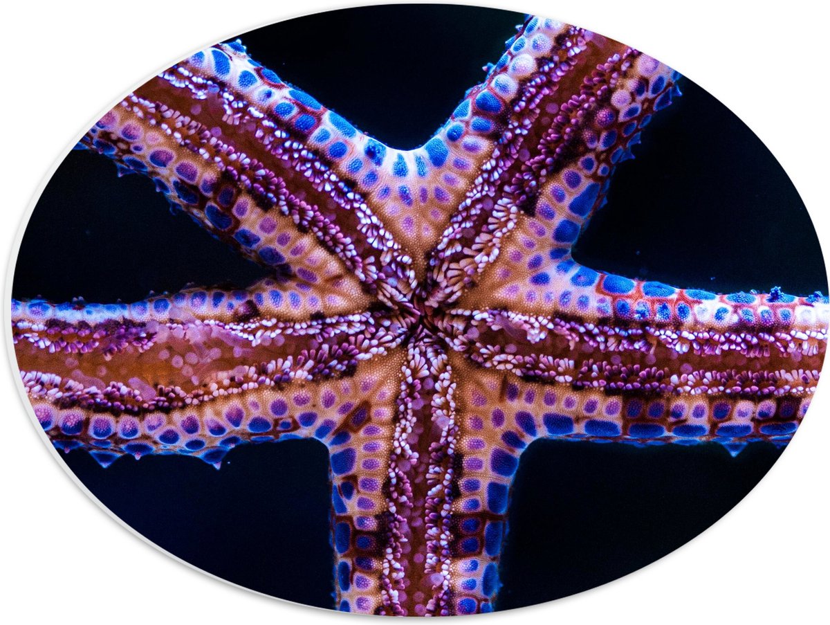 PVC Schuimplaat Ovaal - Close-up van Zeester tegen Raam van Aquarium - 40x30 cm Foto op Ovaal (Met Ophangsysteem)