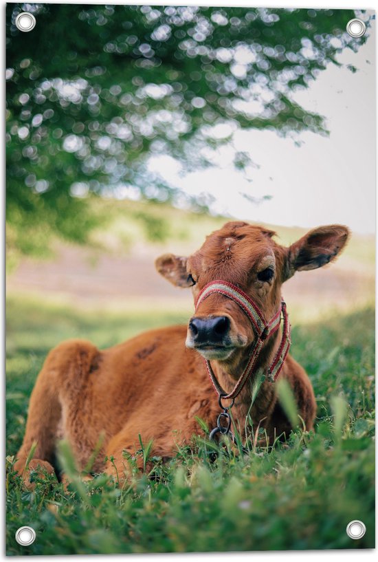 Tuinposter – Bruine Koe Liggend in het Grasveld in Bergen - 40x60 cm Foto op Tuinposter (wanddecoratie voor buiten en binnen)
