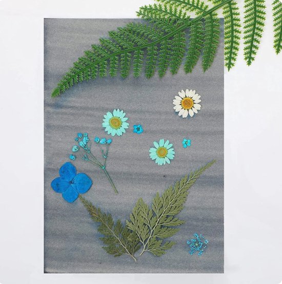TsoLay 60 Sheets Print Paper Kits Cyanotype Paper Kit A4 Nature TsoLay 60 Sheets Print Paper Kits Cyanotype Paper Kit A4 Nature