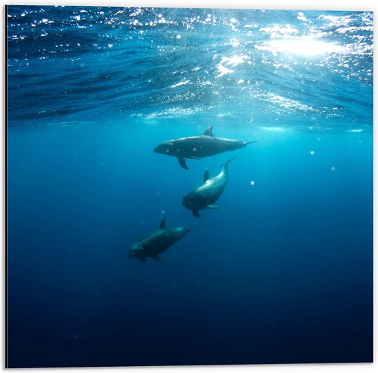 Dibond - Drie Dolfijnen Zwemmend bij het Wateroppervlak - 50x50 cm Foto op Aluminium (Wanddecoratie van metaal)