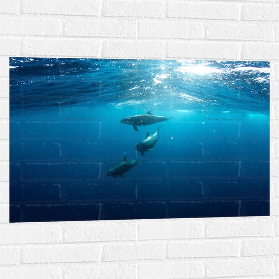 Muursticker - Drie Dolfijnen Zwemmend bij het Wateroppervlak - 90x60 cm Foto op Muursticker