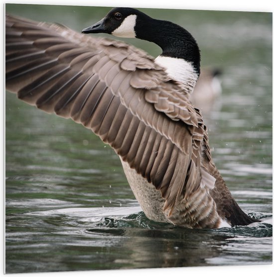 PVC Schuimplaat- Gans met Opengeslagen Vleugels in het Water - 100x100 cm Foto op PVC Schuimplaat