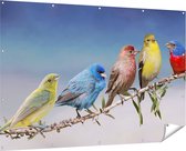 Gards Tuinposter Kleurrijke Zangvogels op een Tak - Kleur - 180x120 cm - Tuindoek - Tuindecoratie - Wanddecoratie buiten - Tuinschilderij