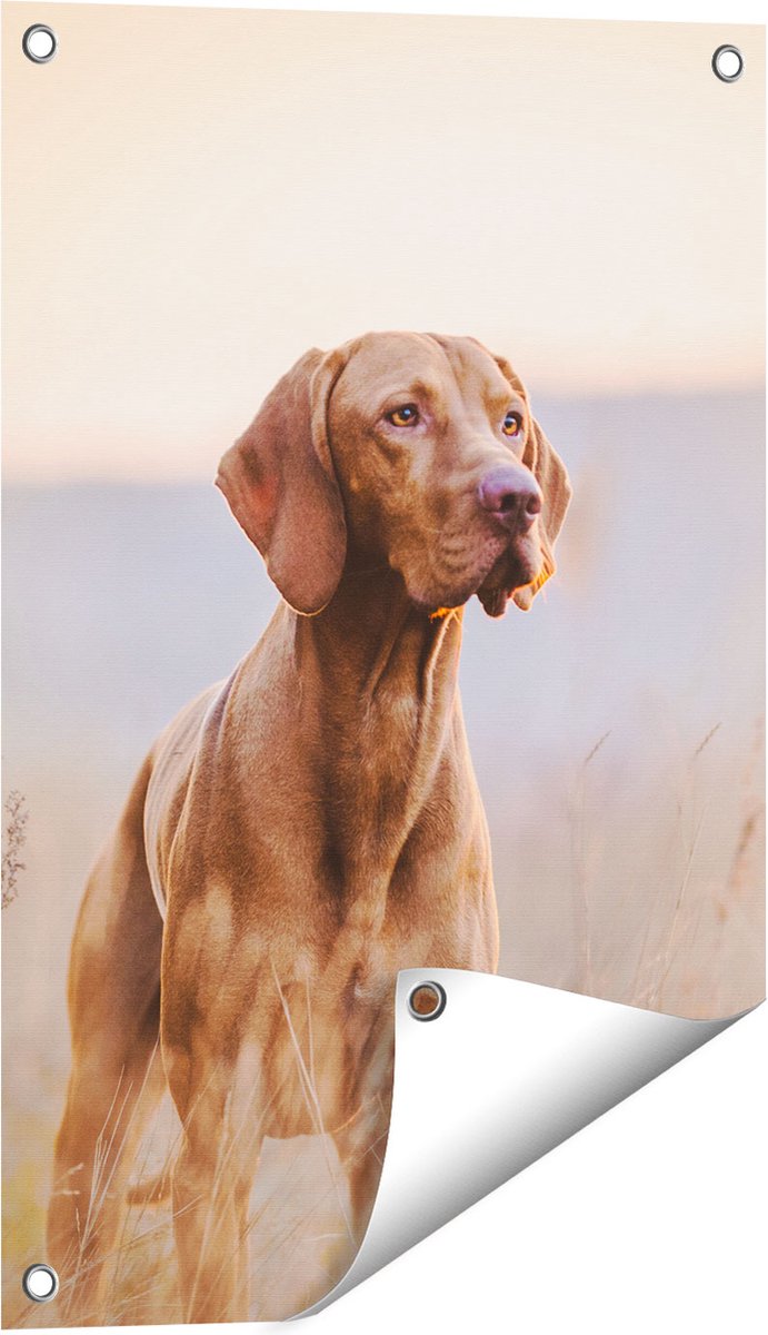 Gards Tuinposter Hongaarse Vizsla Hond in het Gras - 40x60 cm - Tuindoek - Tuindecoratie - Wanddecoratie buiten - Tuinschilderij Multikleur