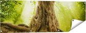 Gards Tuinposter Grote Boom in het Bos met Wortels - 120x40 cm - Tuindoek - Tuindecoratie - Wanddecoratie buiten - Tuinschilderij