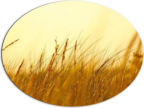 Dibond Ovaal - Hoge Grassen onder Oranjekleurige Lucht - 80x60 cm Foto op Ovaal (Met Ophangsysteem)