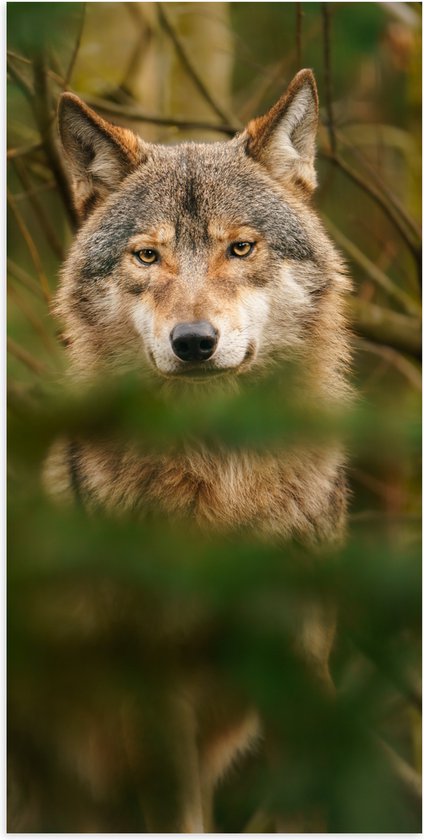 Poster Glanzend – Grijze met Bruine Wolf schuilend achter Groene Bladeren - 50x100 cm Foto op Posterpapier met Glanzende Afwerking