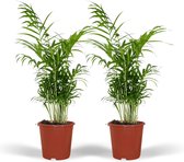 Hello Plants Chamaedorea Elegans Kamerpalm - 2 Stuks - Ø 17 cm - Hoogte: 55 cm - Mexicaanse Dwerpalm