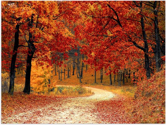 Poster (Mat) - Herfstgekleurde Bladeren in het Bos - 40x30 cm Foto op Posterpapier met een Matte look