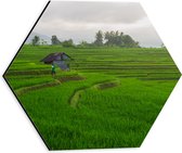 Dibond Hexagon - Boer Werkend op de Rijstvelden in Indonesië - 30x26.1 cm Foto op Hexagon (Met Ophangsysteem)