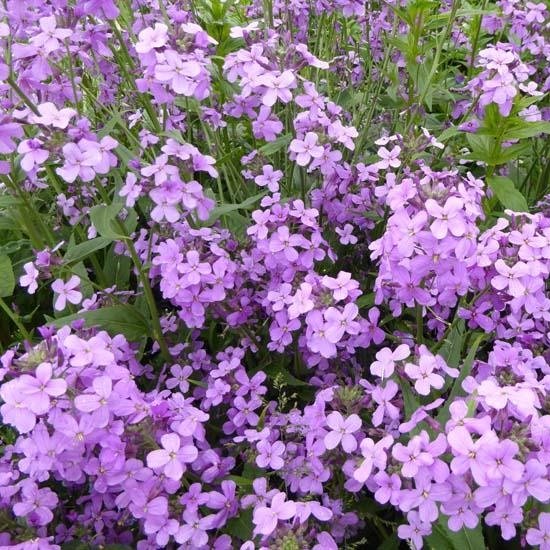 Foto: 6x damastbloem hesperis matronalis pot 9x9cm