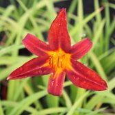 6x Daglelie - Hemerocallis 'Autumn Red' - Pot 9x9cm