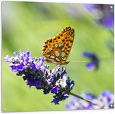 Tuinposter – Gele Vlinder op Lavendelbloem in Italië - 100x100 cm Foto op Tuinposter (wanddecoratie voor buiten en binnen)