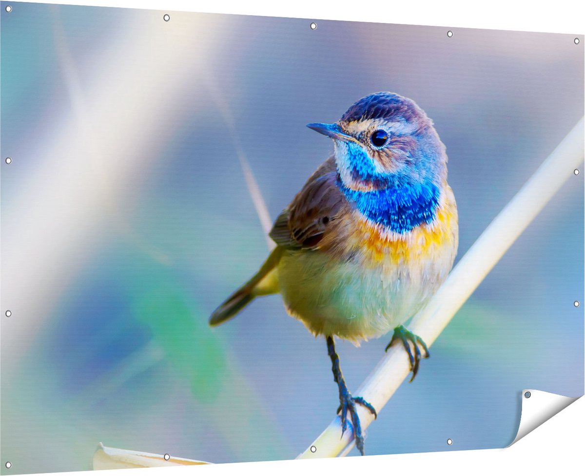 Gards Tuinposter Kleurrijke Blauwborst Vogel op een Tak - 180x120 cm - Tuindoek - Tuindecoratie - Wanddecoratie buiten - Tuinschilderij Multikleur