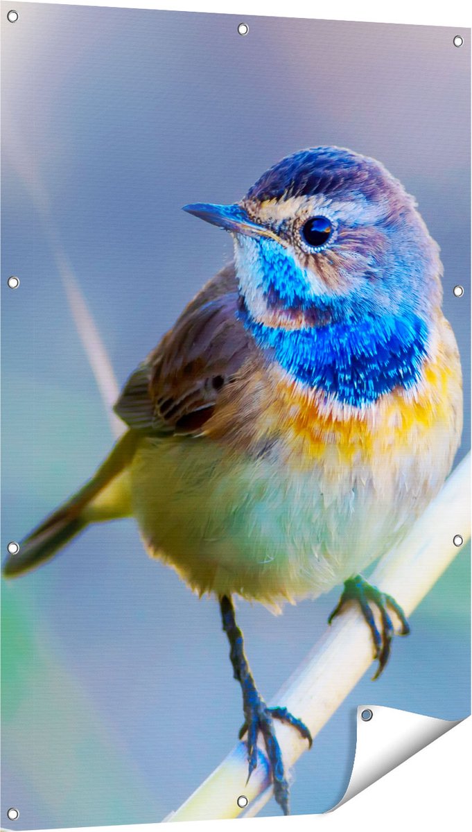 Gards Tuinposter Kleurrijke Blauwborst Vogel op een Tak - 80x120 cm - Tuindoek - Tuindecoratie - Wanddecoratie buiten - Tuinschilderij Multikleur