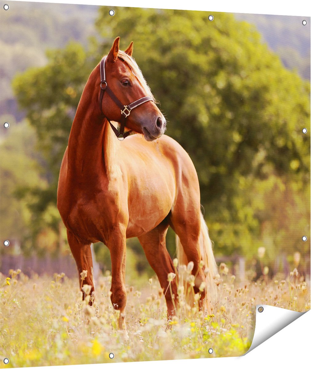Gards Tuinposter Bruin Paard in de Wei - 110x110 cm - Tuindoek - Tuindecoratie - Wanddecoratie buiten - Tuinschilderij Multikleur