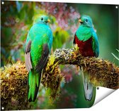 Gards Affiche de jardin Deux Vogels Quetzal verts sur une branche - 100x80 cm - Toile jardin - Décoration de jardin - Décoration murale extérieur - Tableau jardin