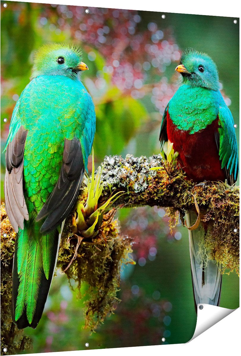 Gards Tuinposter Twee Groene Quetzal Vogels op een Tak - 120x150 cm - Tuindoek - Tuindecoratie - Wanddecoratie buiten - Tuinschilderij Multikleur