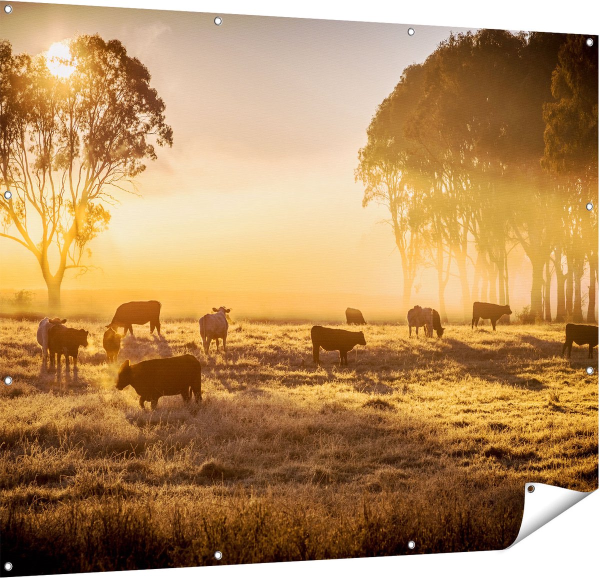 Gards Tuinposter Kudde Koeien in de Wei met Zonsopkomst - 150x120 cm - Tuindoek - Tuindecoratie - Wanddecoratie buiten - Tuinschilderij Multikleur
