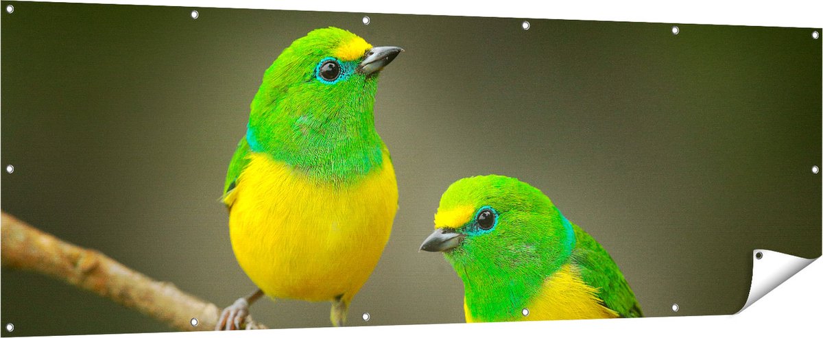 Gards Tuinposter Twee Groen Gele Zangvogels op een Tak - 210x70 cm - Tuindoek - Tuindecoratie - Wanddecoratie buiten - Tuinschilderij Multikleur