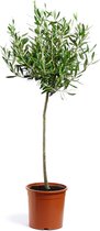 WL Plants - Olea Europaea - Olijfboom - Winterhard - Olijfboom op Stam - Tuinplanten - Boom - ± 85cm hoog - 20cm diameter - in Kweekpot