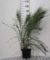Cytisus x praecox - Brem, voorjaarsbrem 40 - 60 cm in pot