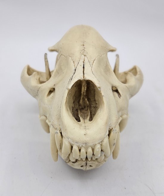 Preparatenshop cast replica schedel hyena