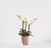 Phalaenopsis Multiflora blanc en pot décoratif Jip vanille - Orchidée blanche fleurie - plante d'intérieur - 40-55cm - Ø13 - livré avec cache-pot - frais de la pépinière