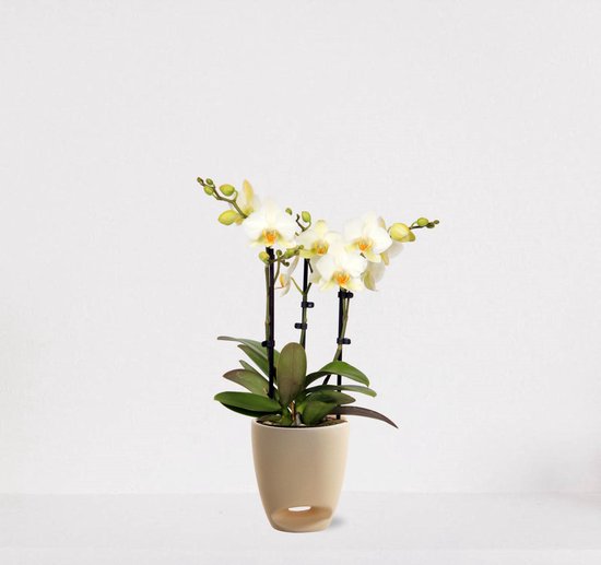 Phalaenopsis Multiflora wit in sierpot Jip vanille – bloeiende witte Orchidee – kamerplant - 40-55cm - Ø13 – geleverd met plantenpot – vers uit de kwekerij