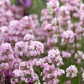 6x Lavande - Lavandula ‘Rosea' - Pot 9x9cm