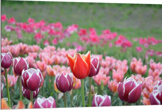 Dibond - Veld Vol Bloeiende Tulpen in Verschillende Kleuren Roze - 120x80 cm Foto op Aluminium (Met Ophangsysteem)