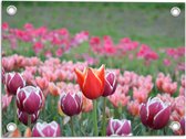 Tuinposter – Veld Vol Bloeiende Tulpen in Verschillende Kleuren Roze - 40x30 cm Foto op Tuinposter (wanddecoratie voor buiten en binnen)