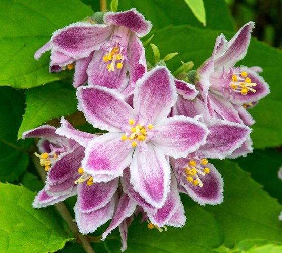 Hello Plants Deutzia Raspberry Sundae Bruidsbloem - Struik, Sierheester ...