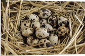 PVC Schuimplaat - Vogeleieren in Nest van Stro - 90x60 cm Foto op PVC Schuimplaat (Met Ophangsysteem)