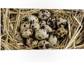 PVC Schuimplaat - Vogeleieren in Nest van Stro - 100x50 cm Foto op PVC Schuimplaat (Met Ophangsysteem)