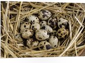PVC Schuimplaat- Vogeleieren in Nest van Stro - 105x70 cm Foto op PVC Schuimplaat