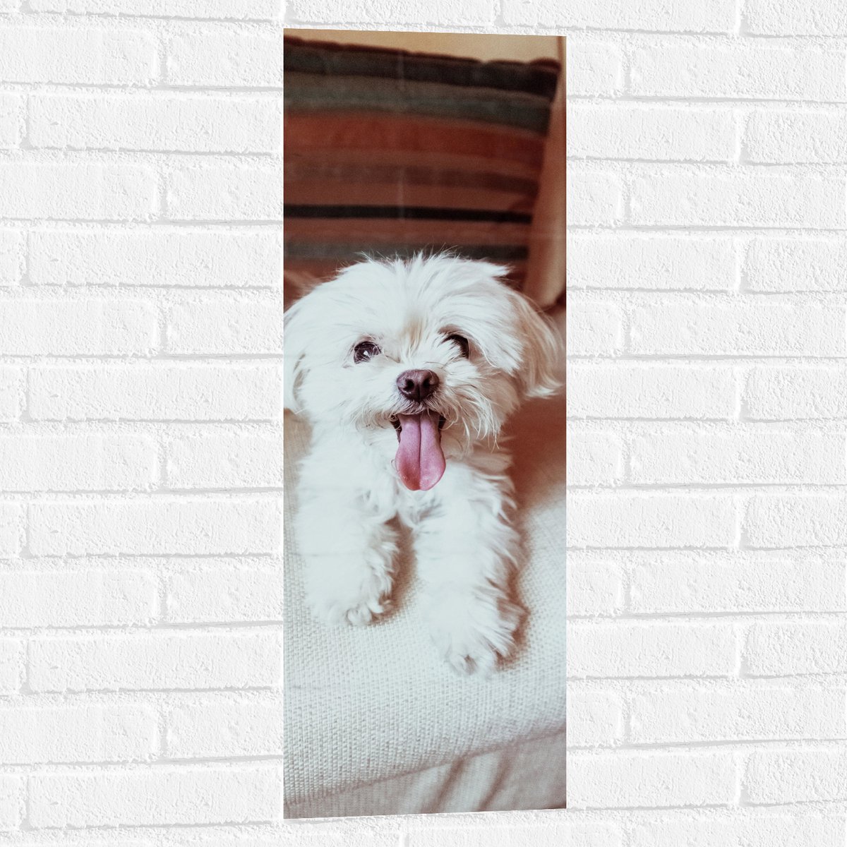 Muursticker - Witte Malteser Hond met Uitstekende Tong op Beige Bank - 30x90 cm Foto op Mu