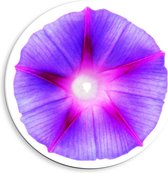 PVC Schuimplaat Muurcirkel - Paarse Cirkel met Roze Ster in het Midden op Witte Achtergrond - 40x40 cm Foto op Muurcirkel (met ophangsysteem)